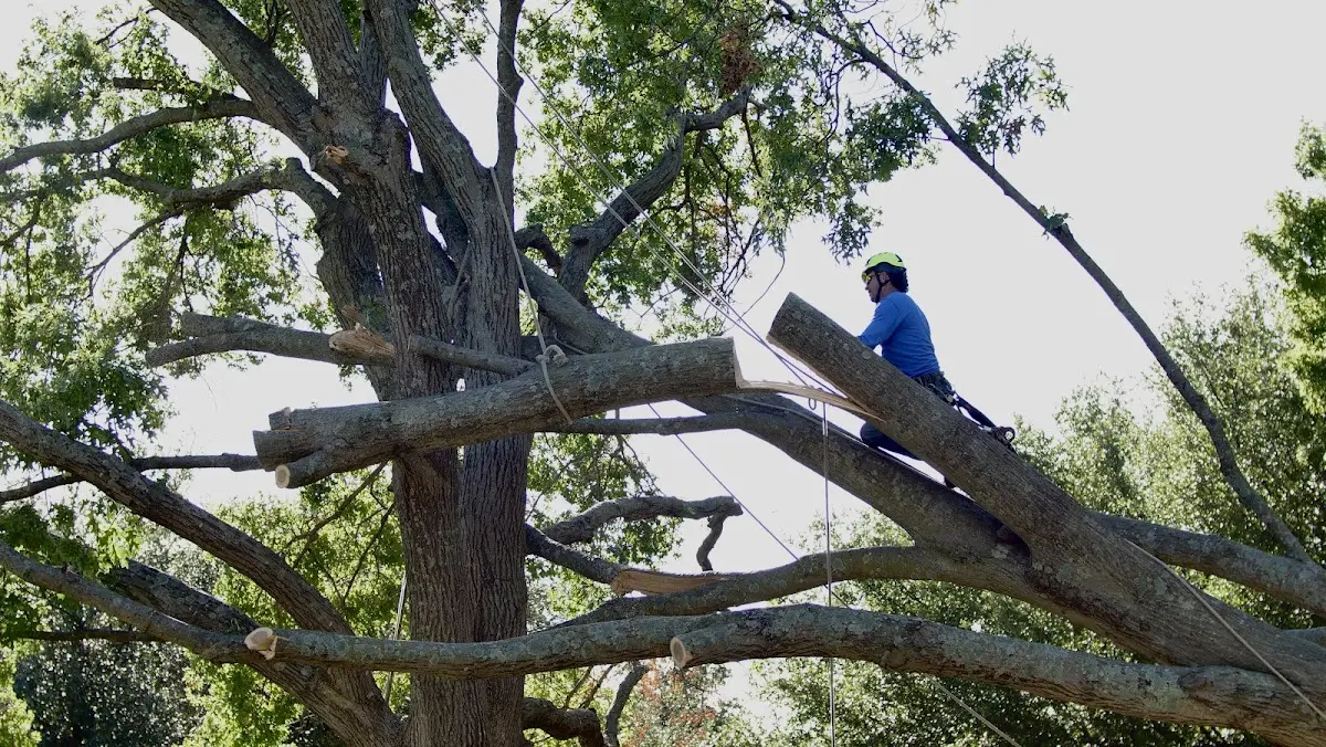 Professional Crown Thinning performed by certified arborists in Clermont