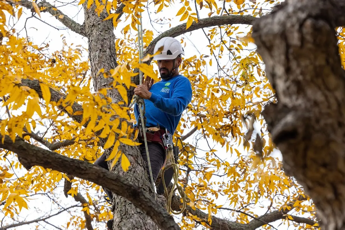 Skilled Storm Damage Cleanup crew working in Clermont